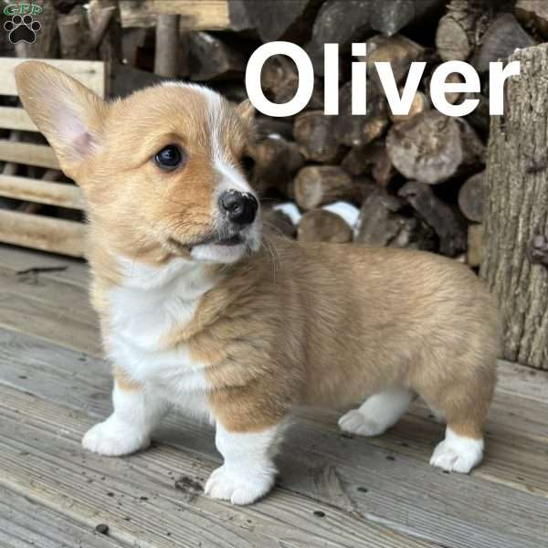 Oliver, Pembroke Welsh Corgi Puppy
